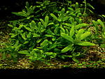 hedyotis salz