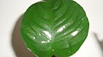 Anubias barteri "Butterfly"