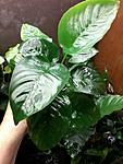 Anubias barteri "butterfly" 2