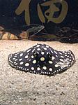 Potamotrygon sao felix (    )