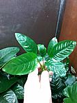 Anubias "nangi" ?1