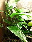 Anubias heterophyla undulatus
