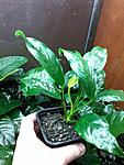 Anubias  barteri glabra Cameroon.