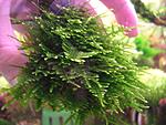 Triangle moss