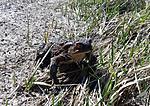   (Bufo bufo)