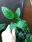Anubias "nangi"?2