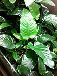 Anubias nana? Wrinkled leaf