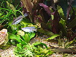 DSCF9826