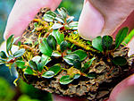 Dark Pygmea