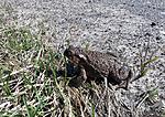   (Bufo bufo)
