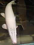 Snow white Alligator gar (   )