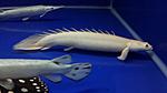 Platinum polepterus