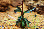 Bucephalandra sp. Mini Wave Daerah Sanggau West Kalimantan