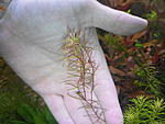 Rotala mex red