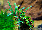 Bucephalandra sp. Ongis Nade