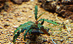 Bucephalandra sp. Kayu Lapis 1