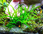 Mini Coral