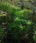 Syng Rio negro