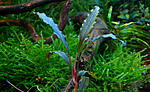 Bucephalandra sp.Velvet 3 Color