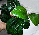 DSC 1597