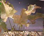 Nuphar Rubrotincta