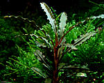 Bucephalandra sp. Velvet Leaf 4
