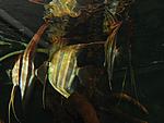 DSC 0660