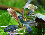 Bucephalandra sp. Narcissus 2