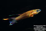 IMG 9823  