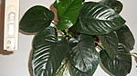 Anubias barteri var. 'broad leaf'