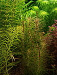 Rotala wallichii