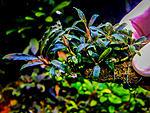 Green Scotlight
