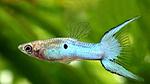 1403537696 endlers guppy neon blue 2