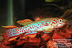 IMG 1306 (2)  