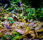 DSCF5134