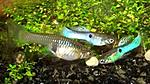 1403537650 endlers guppy neon blue 3