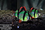  Glo fish