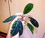 Achilles green   1