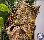 Poecilotheria Tigrinawesseli