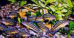 Julidohromis regana K