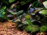 Lamandau Purple