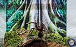 Phormictopus sp full green