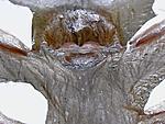 B.albopilosum FM l9 thumb