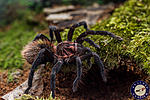 Xenesthis Immanis