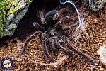 Theraphosa Stirmi