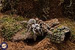 Ceratogyrus Darlingi