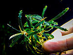 Rosemary