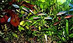 DSCF0008  
