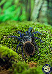 Pterinopelma sazimai