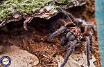Phormictopus atrichomatus